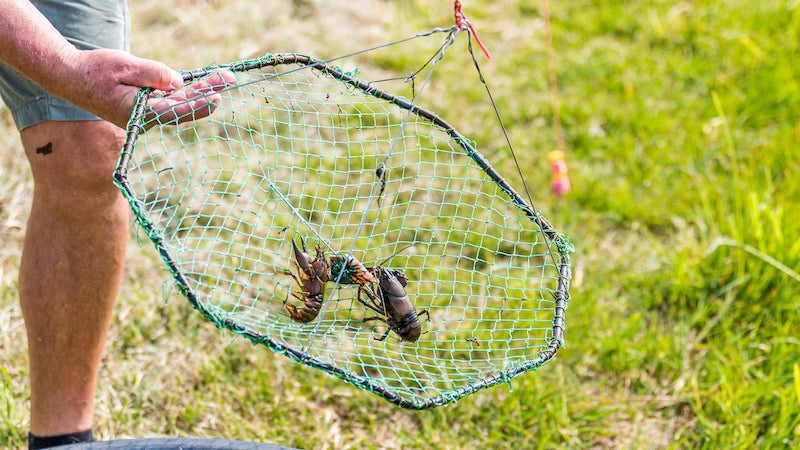 Nak og æd en signalkrebs.jpg