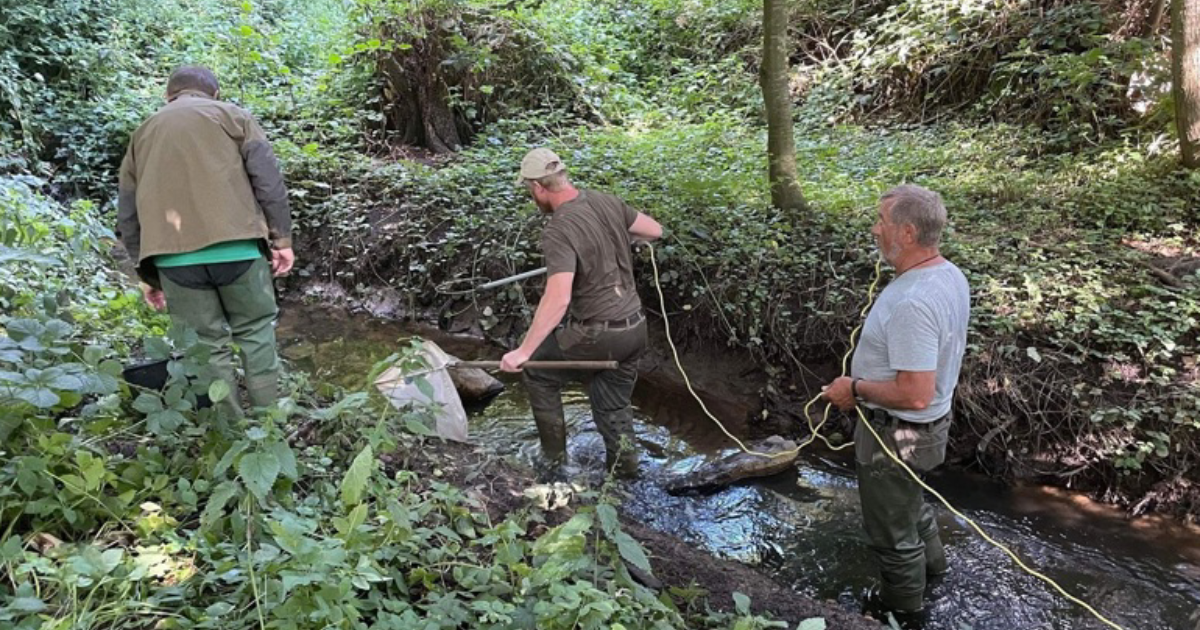 Vildt mange ørreder i lille bæk.png