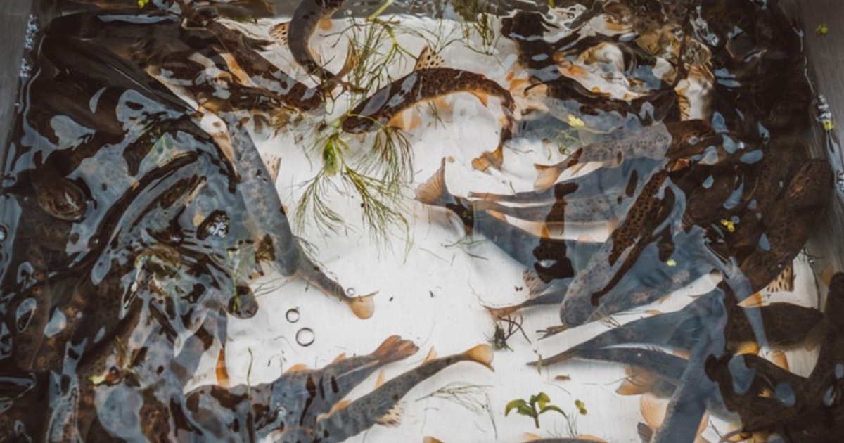 DSF- 3-årig handlingsplan for fiskeplejen skal booste lystfiskeriet.jpeg