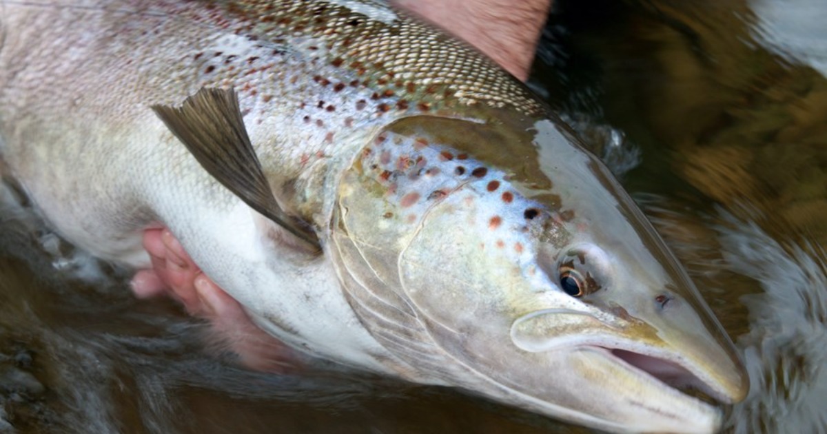 Deltag i laksekonference den 8. oktober.jpeg
